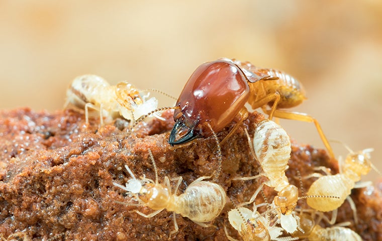 Termites: How can they be Treated