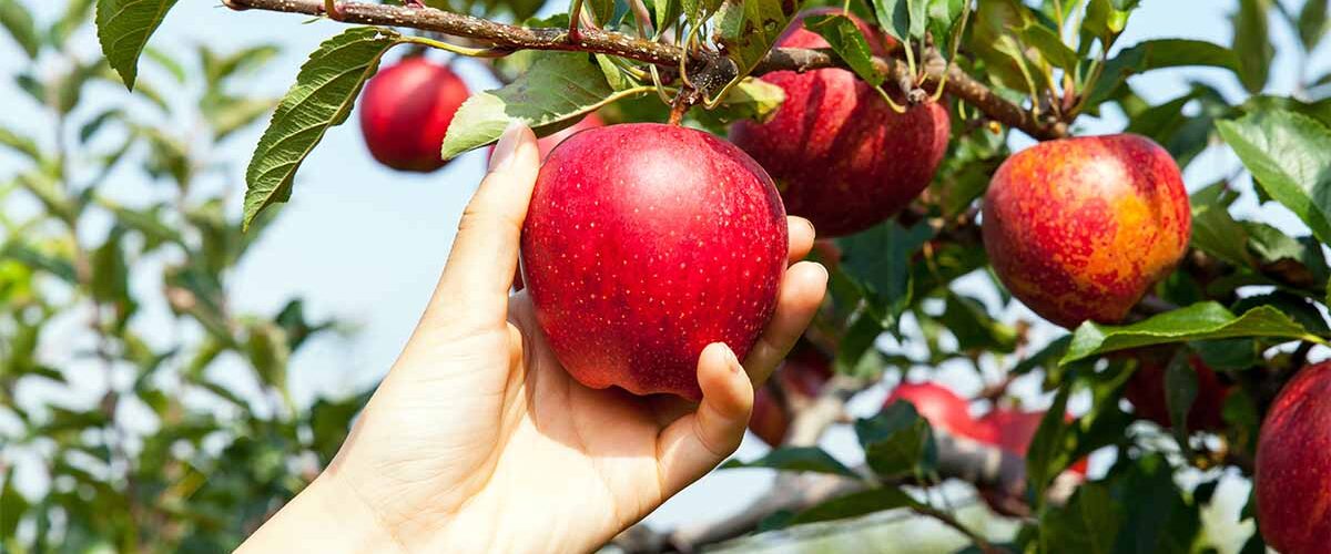 Why These Apple Trees are the UK’s Top Choices